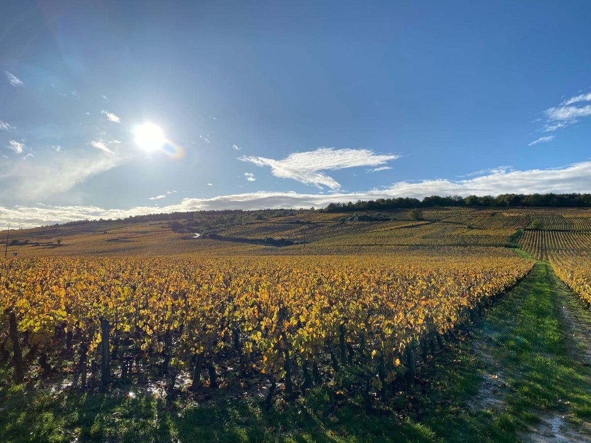 Vineyards in Burgundy in autumn