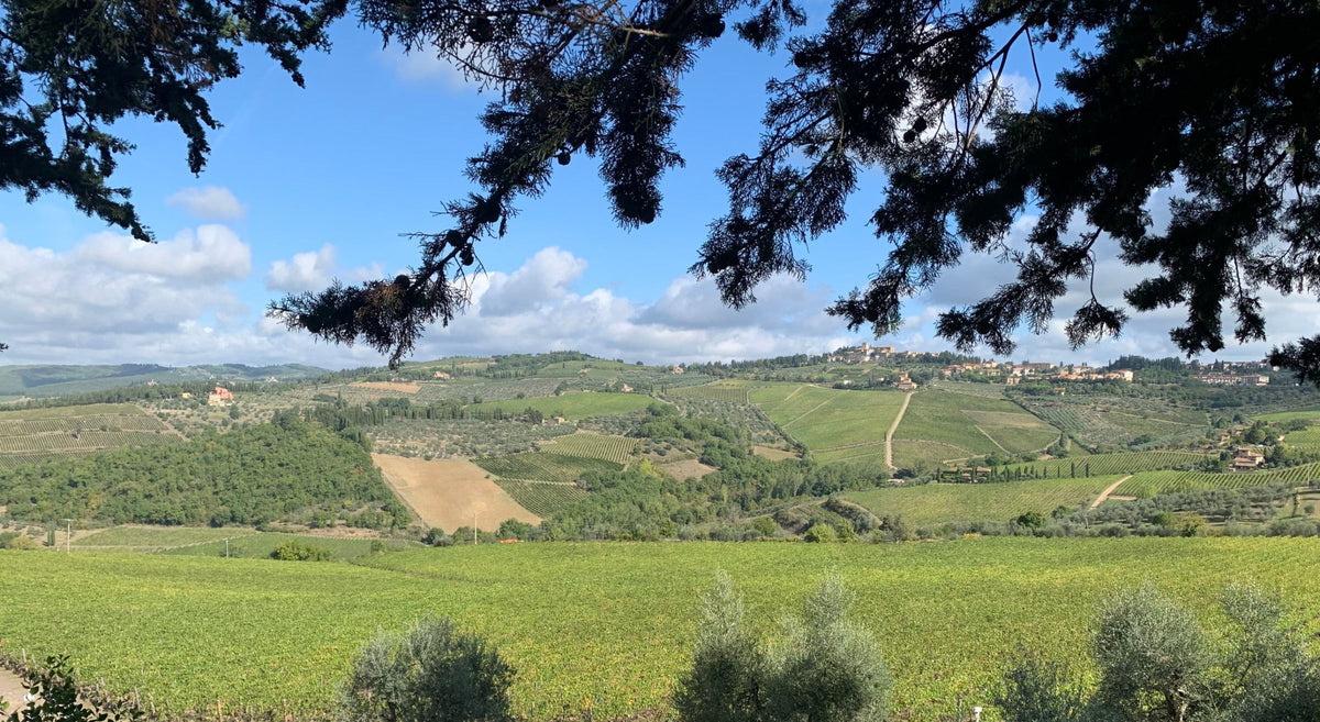 Vineyards in the Chianti hills