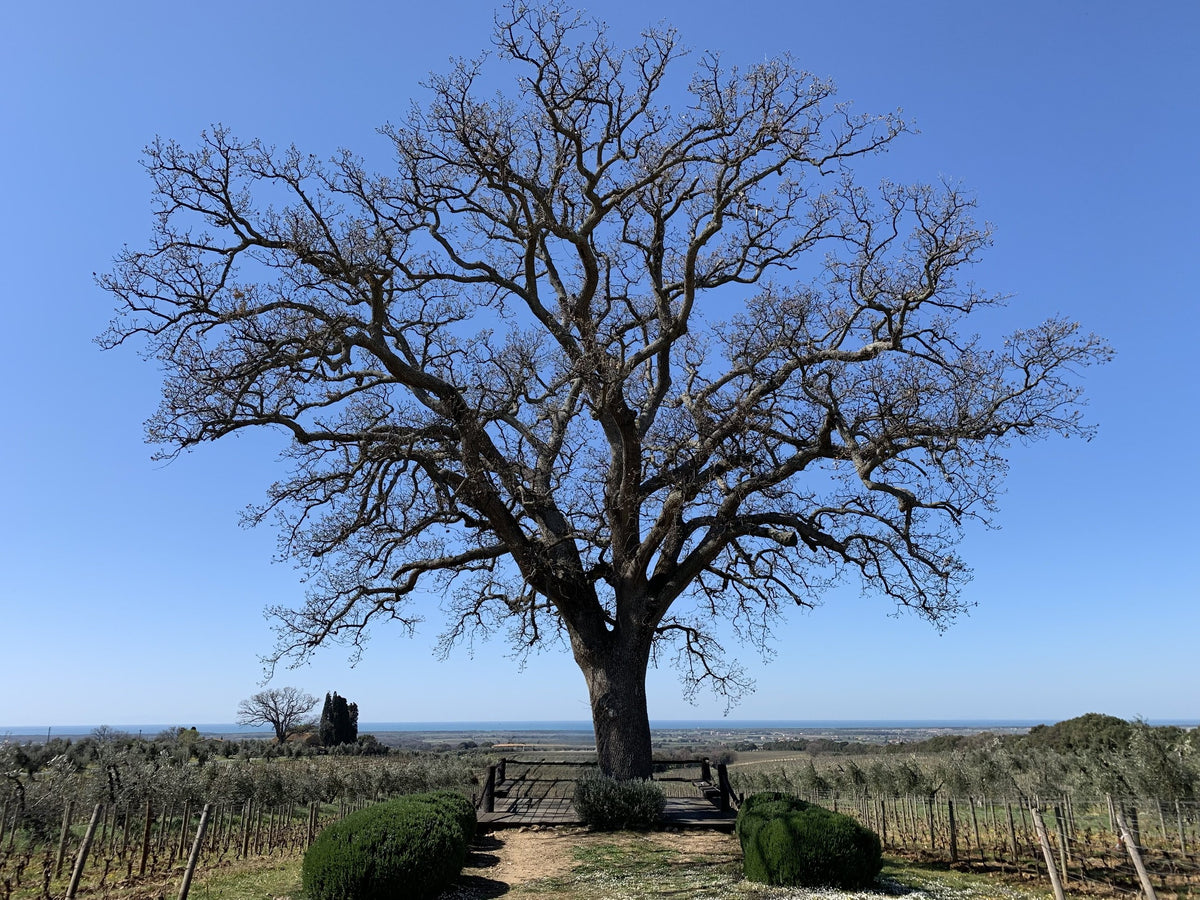 An old oak above the vineyards, with the sea beyond