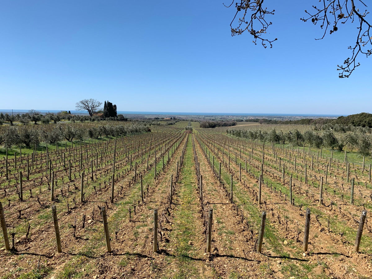 Vine rows running down towards the sea